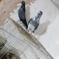 جفت کبوتر چپرا|پرنده|میناب, |دیوار