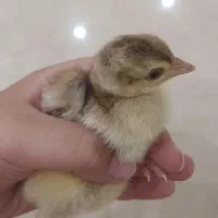 تخم طاووس