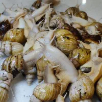 منبع فروش حلزون و کلاژن   +توضیحات چک شود|خزنده|کرج, باغستان|دیوار