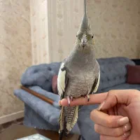 عروس هلندی ماده یک سال و شش ماهه. خانگی