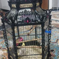 قفس بزرگ عروس هلندی وپرندهای دیگه|لوازم جانبی حیوانات|هشتگرد, قاسم آباد بزرگ|دیوار