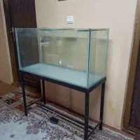 آکواریوم ماهی ۳ عدد|ماهی|بندر انزلی, متروپل|دیوار