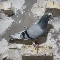 کبوتر رنگی|پرنده|شوشتر, |دیوار
