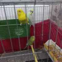 عروس هلندی|پرنده|مسجد سلیمان, |دیوار