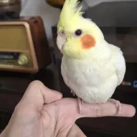 یک جفت عروس هلندی با قفس