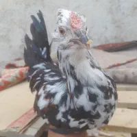 خروس گلین|حیوانات مزرعه|قرچک, زیبا شهر|دیوار