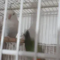 طوطی کوتوله|پرنده|شیروان (خراسان), |دیوار