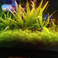 گیاه طبیعی بدونco2 کم توقع قابل کاشت در شن عادی|ماهی|ملایر, |دیوار