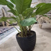 گیاه آپارتمانی آگلونما