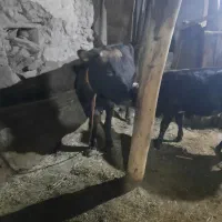 گاو و گوساله نر سالم