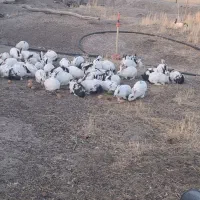 خرگوش خانگی