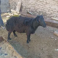 یک عدد قوچ شیشک تخمی