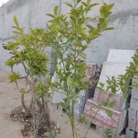 آبپخش  ،  زمین مسکونی