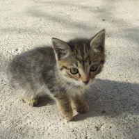 اهدای بچه گربه رایگان|گربه|مرند, |دیوار
