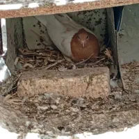 کبوتر کله زر|پرنده|آباده, |دیوار