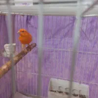 دو عدد قناری نر و ماده