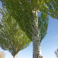 جودیم فروشی