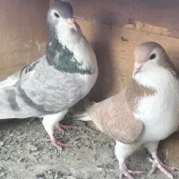 کبوتر کفتر شهرستانی وتهرانی عالی|پرنده|پاکدشت, پاکدشت (مامازند)|دیوار