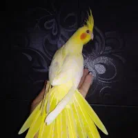 عروس هلندی زعفرانی خالص|پرنده|شیراز, ده پیاله|دیوار