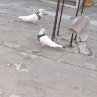 کبوتر