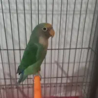 طوطی برزیلی|پرنده|الوند, |دیوار