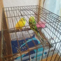 ییک عدد مرغ عشق ماده