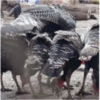 بوقلمون|حیوانات مزرعه|قزوین, |دیوار