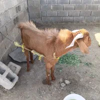 نری