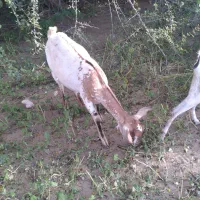 بز وکهره نر و ماده