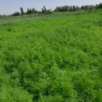 شوید نعنا باب خشک