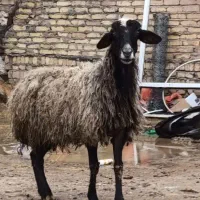 گوسفند ۵۵ کیلویی برای قربانی