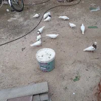 کبوتر سفید یک دست|پرنده|جم, |دیوار