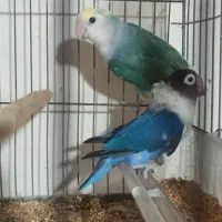 جفت کوتوله یرزیلی|پرنده|قائم‌شهر, |دیوار