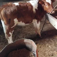 گوساله محلی،یک بره یکساله