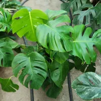 مانسترا برگ انجیری