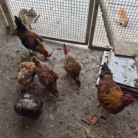 مرغ و خروس محلی تخم گذار