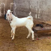 گلابی|حیوانات مزرعه|چغادک, |دیوار