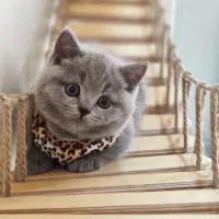 گربه بریتیش بلو اصیل