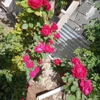 خانه-باغ-سنتی