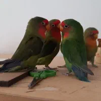 طوطی کوتوله برزیلی