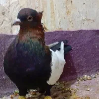 سینه تافته ای وتعداد۶عدد سینه سیاه فوق العاده|پرنده|مرودشت, ابوذر شمالی|دیوار