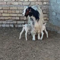 بزه کهردار|حیوانات مزرعه|ارسنجان, |دیوار