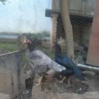 فروش سه عددمرغودوعددخروس نژاد دار لاری|حیوانات مزرعه|امیرکلا, |دیوار