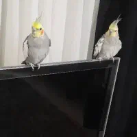 عروس هلندی جفت|پرنده|هشتگرد, مدرس|دیوار