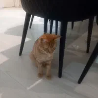 گربه واگذاری