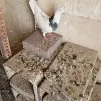 سلام کبوترای پرشی فروشی|پرنده|کرج, شهرک بنفشه|دیوار