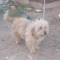 افن پینچر ماده خونگی