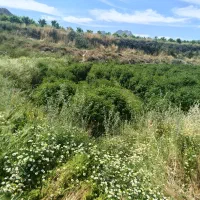 خرید وبرش چوب