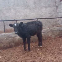 گوساله بره چاق فروشی تا ۲۵۰کیلو