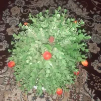 یه سری لوازم آشپزخانه|ظروف سرو و پذیرایی|قم, مهر آباد|دیوار